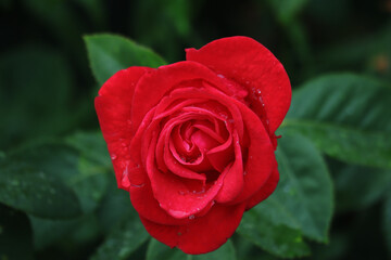 Rosenblüte, Rose, Rosenstock, rote Rose, Blüten., Blumen