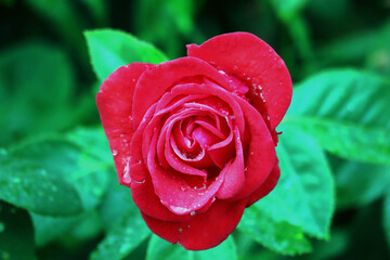 Rosenblüte, Rose, Rosenstock, rote Rose, Blüten., Blumen