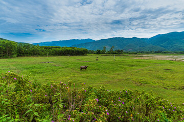 Fototapeta premium Buffaloes Grazing On Pasture With Mountains In The Background In Vietnam