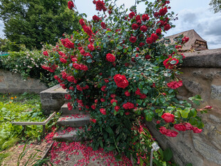 Rosenblüte, Rose, Rosenstock, rote Rose, Blüten., Blumen