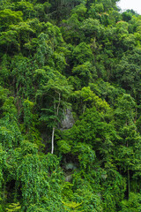 Green Picturesque Jungle With Trees And Palms In Vietnam Pattern