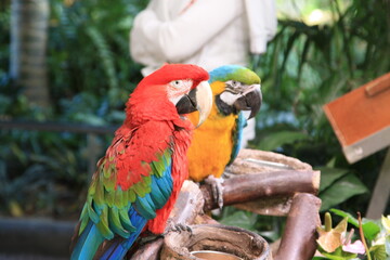 red and yellow macaw