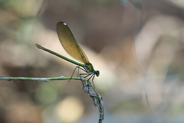 Calopteryx splendens Banded Demoiselle butterfly posed flower close up detail profile