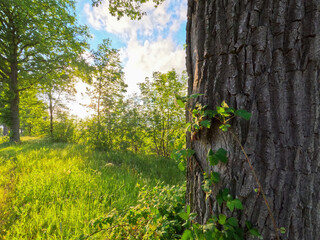 Obraz premium A stunning view of a majestic tree trunk in warm sunlight, surrounded by vibrant green plants and foliage