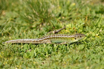 The Pyrenean lizard (Lacerta agilis), one of our jewels of the Catalan Pyrenees. Scarce, difficult to find.