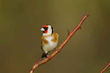 A beautiful, common and familiar finch bird. Found in our gardens, orchards and fields. It is the...