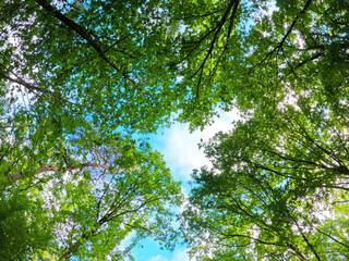A stunning view of lush green treetops against a bright blue sky, perfect for capturing nature themes