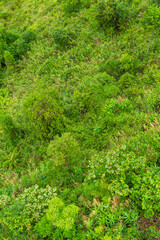 Green Picturesque Jungle With Bushes In Vietnam Pattern