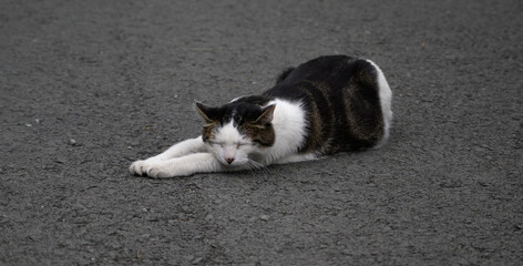 Stray cat on the road. Selected focus with depth of field.