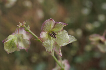 Mirabilis nyctaginea Heart-leaved Umbrella-wort flower close up delicate