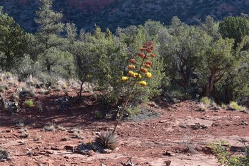 Desert Landscape with Blooming Agave