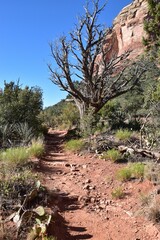 Scenic desert trail with rocky path and dry tree.