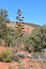 Agave Blooms in Sedona's Red Rocks