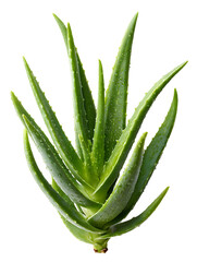 Obraz premium Radiant Aloe Vera Plant Exhibiting Health and Beauty on a transparent background