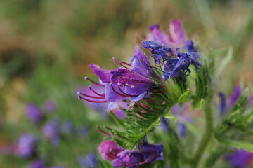 Echium vulgare Vipers Bugloss flower close up delicate