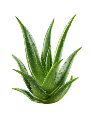 Aloe Vera plant with water droplets, close-up on a transparent background shot