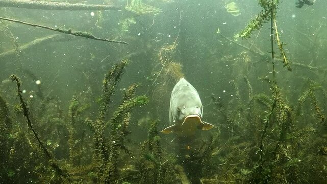 Mirror carp &ndash; Cyprinus carpio &ndash; faces the camera before calmly swimming off through submerged branches. Tranquil mood.