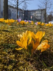 yellow flowers in the park