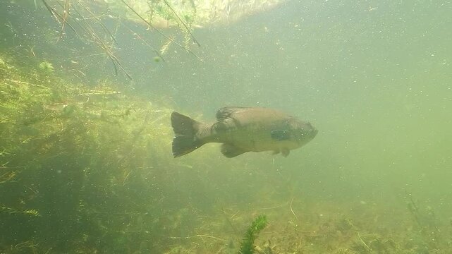 Largemouth Bass &ndash; Micropterus salmoides &ndash; swims away from aquatic plants to rejoin other bass in green freshwater lake.