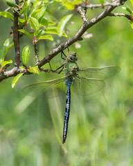 Husarz władca odpoczywający na gałązce krzewu wśród zieleni w naturalnym środowisku latem © Henryk Guziak