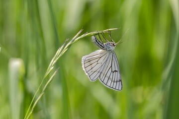 Dyblik lniaczek odpoczywający na źdźble trawy – delikatny biały motyl wśród letniej zieleni