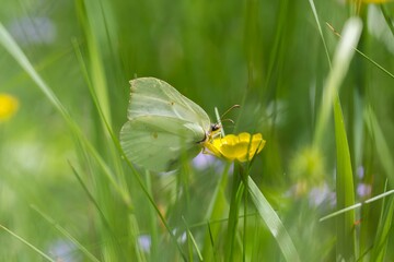Latolistek cytrynek na żółtym jaskrze wśród zielonej trawy – motyl w naturalnym środowisku letniej łąki