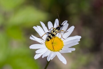 Baldurek siedzący na margerytce w słoneczny dzień na tle naturalnej zieleni