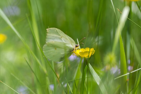Latolistek cytrynek na ż&oacute;łtym jaskrze wśr&oacute;d zielonej trawy &ndash; motyl w naturalnym środowisku letniej łąki