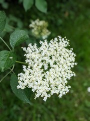 Inflorescences of black elderberry (Sambucus nigra)