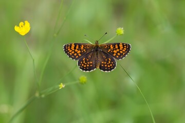 Przeplatka siedząca na łodydze wśród kwitnącej łąki z jaskrami na rozmytym zielonym tle © Henryk Guziak