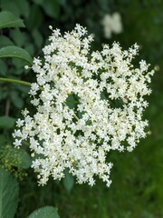 Inflorescences of black elderberry (Sambucus nigra)
