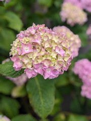 Pink hydrangea flowers in the garden