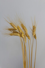 Wheat ears isolated on the white background. Some spikelets of wheat
