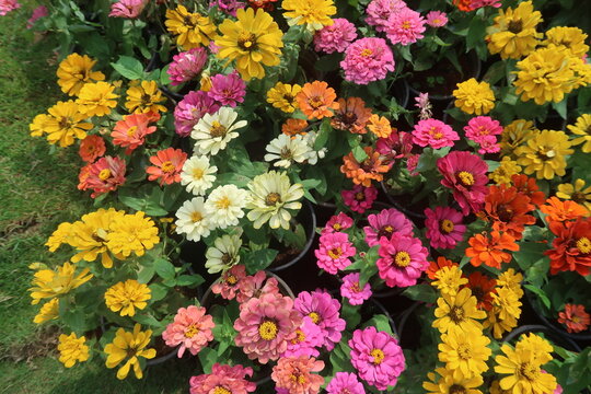 colorful zinnias flowers in the garden