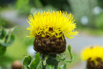 Closeup of yellow Centaurea macrocephala (Thistle) flower in bloom