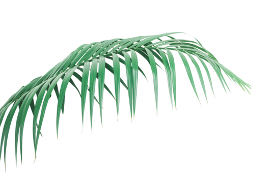 Green leaf of sago palm tree isolated