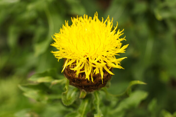 Closeup of yellow Centaurea macrocephala (Thistle) flower in bloom