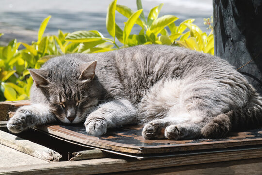 Gray tabby cat peacefully sleeping on wooden bench near green plants - Powered by Adobe
