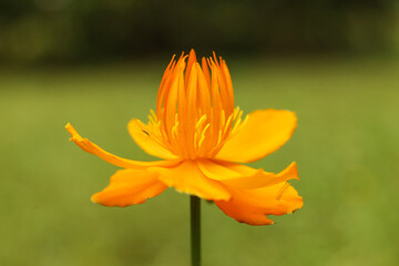 Close up of orange flower of Trollius chinensis Golden Queen in the garden. Selective focus.
