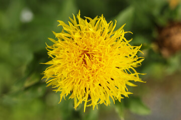 Closeup of yellow Centaurea macrocephala (Thistle) flower in bloom