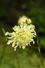 Cephalaria gigantea, the giant scabious or yellow scabious