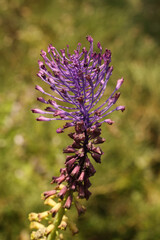 Close-up of a purple flower of Muscari comosum on a blurred background. Shallow depth of field