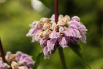 Close up of purple flower of Tuberous Jerusalem sage