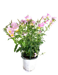 oenothera speciosa nutt