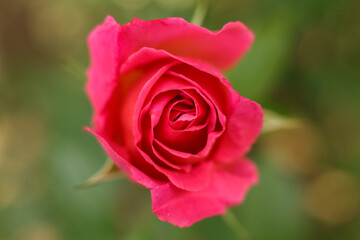 Pink rose in the garden, close-up, shallow depth of field