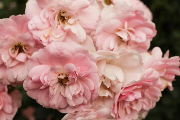Beautiful pink roses in the garden, close up. Floral background