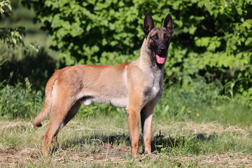 Belgian Shepherd Malinois portrait in green grass background in the summer park.