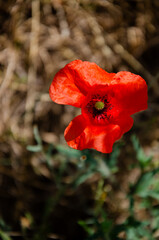 Fototapeta premium Single Poppy
