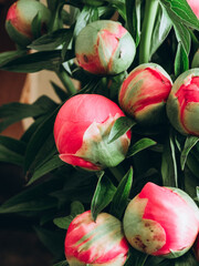 Pink peonies in buds