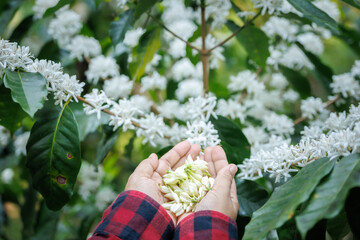 farmer shows coffee flowers in her hands, coffee flowers bloom on the branches in the plantation,...